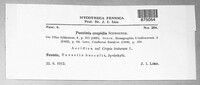 Puccinia crepidis image